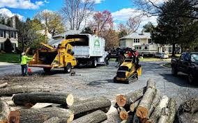 How Our Tree Care Process Works  in Jonestown, PA